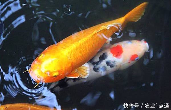 锦鲤养殖:锦鲤吃什么食物?