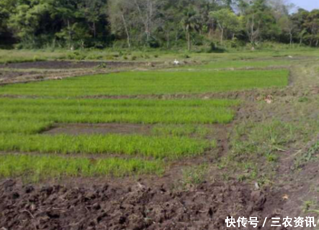 中国把水稻引入非洲后，黑人水稻量产暴增，美国专家也慕名前来也