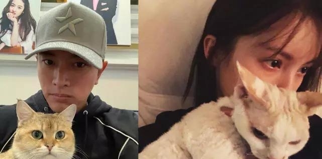 贾乃亮否认与金晨恋情,手机壳自购,猫是公司的