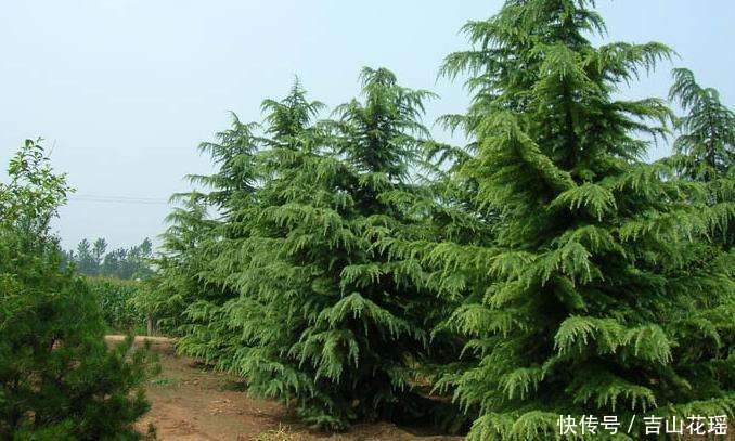 大规格雪松的移栽及养护技术措施