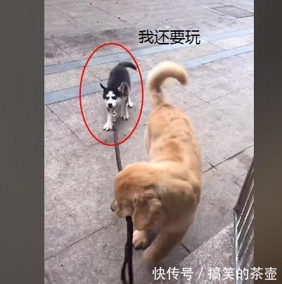 哈士奇还没玩够不回家,被无情的金毛拽回来,二
