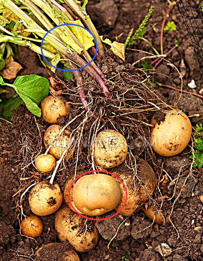土豆的茎在哪(用图片指出来)