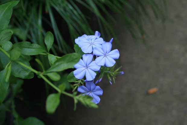 一种蓝色的小花,五个花瓣,想知道叫什么?