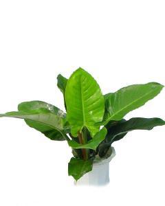 imperiai green 别称:绿市王蔓绿绒 界:植物界 科:绿帝皇科 属