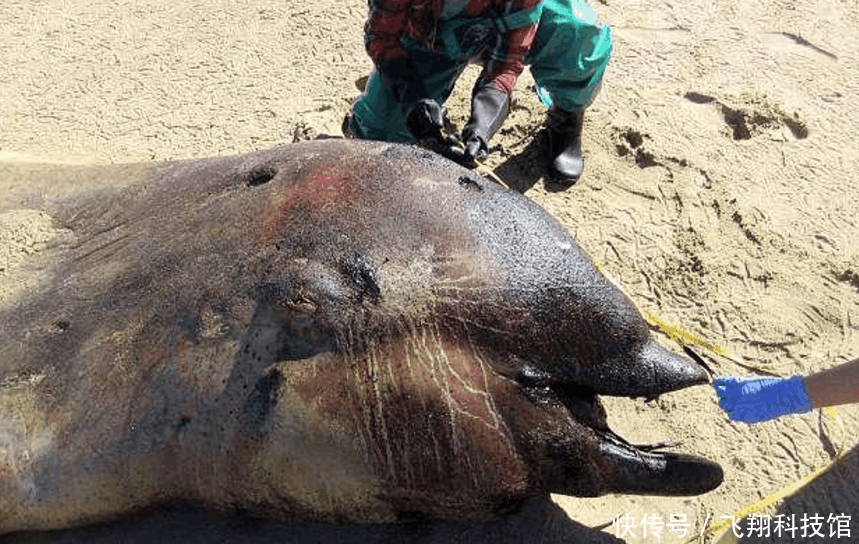 神秘生物“现身”海滩，长相奇特！科学家竟无法辨认其物种分类？