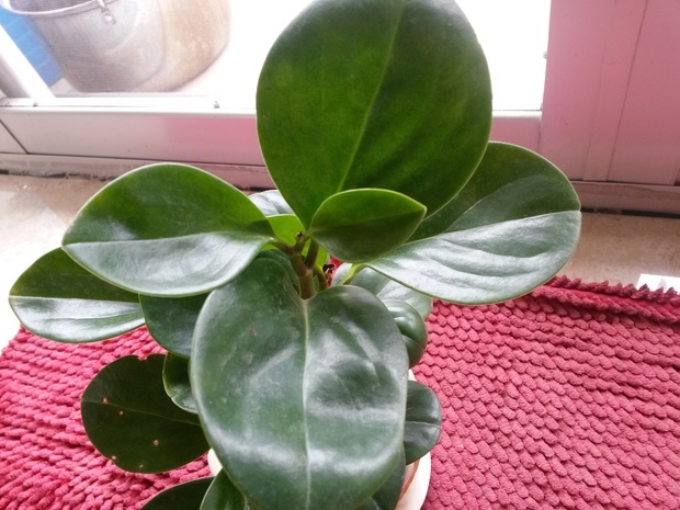 有谁知道这棵植物叫什么?