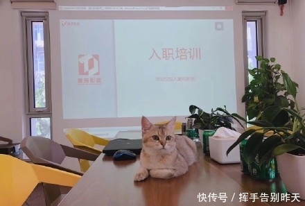 贾乃亮否认与金晨恋情,所以媒体打脸了嘛