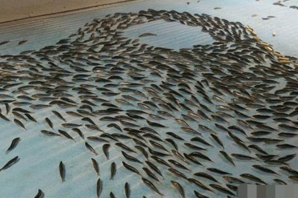 为了吸引游客的关注，商场打造真鱼溜冰场，游客看后感觉不可思议