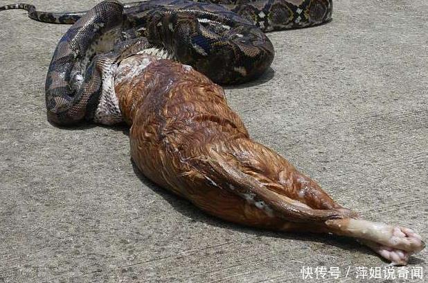 女子养了一条蟒蛇,发现它竟然吃了自己的孩子