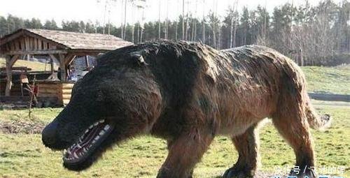 棺材兽曾出现在湖北神农架,很有可能是史前生