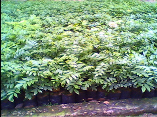 降香黄檀