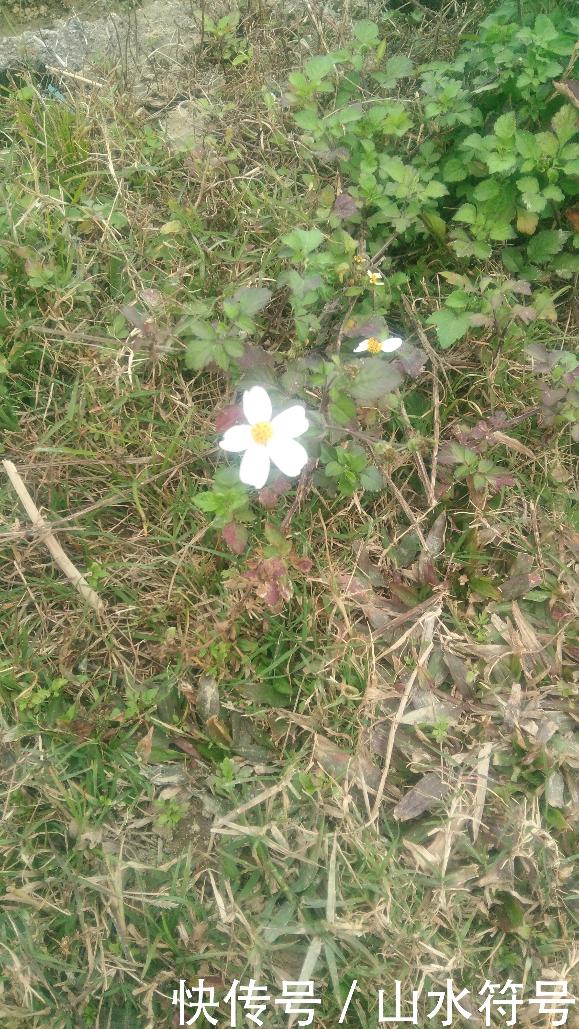 春节后的农田景象广西浦北县白石水