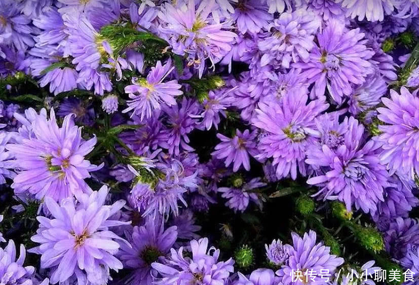 沼泽地里这种药材,叶子能当花茶来喝,根茎是稀