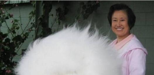 世界上毛最长的兔子,毛太长看不到脸了