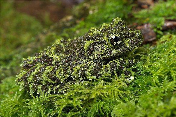 叶尾壁虎(leaf-tailed gecko)