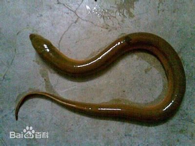 真的有望月鳝吗?望月鳝真的有毒吗?科学原理是什么?_360问答