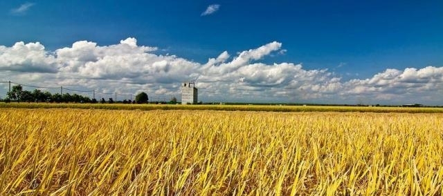 什么是农村合作社