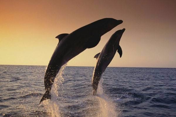 如果你不知道如何去爱一个人,看看这五招|谈天