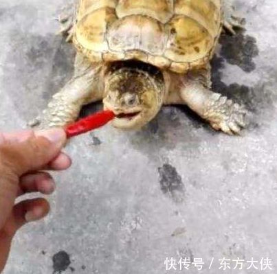 男子喂乌龟吃魔鬼辣椒,之后乌龟的反应让人苦