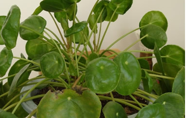 圆叶的钱串子花可以水里养么_360问答