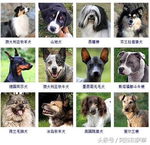 怎么看小狗品种 t01bc0ff38435803427.jpg?size=576x556