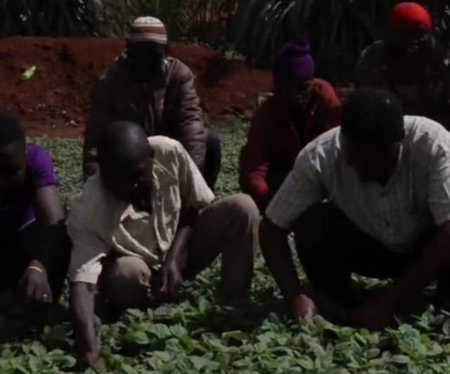 中国维和部队在非洲种菜,当地人常来讨要蔬菜