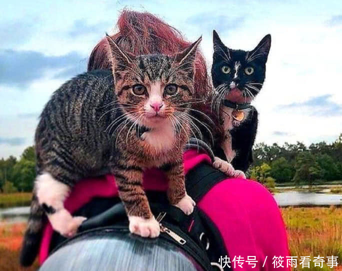 铲屎官带片段v片段,视频被一只小奶猫拦住求收尝禁果播放初中生偷猫咪半路图片