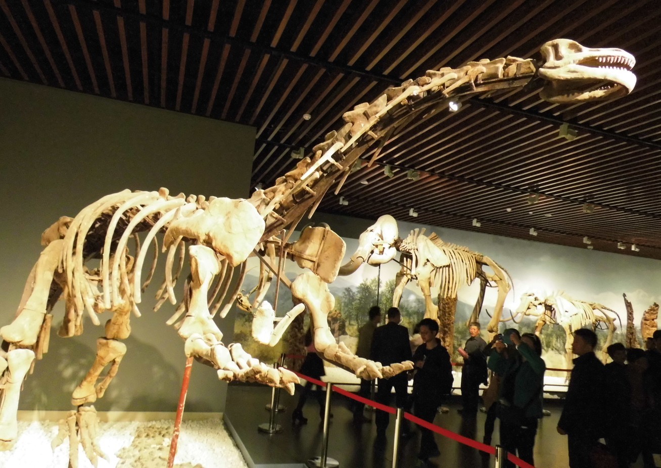广东省博物馆恐龙化石图片素材-编号23903865-图行天下