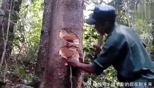 男子听见树内有“呼救声”,劈开一棵老树后,发现了一样东西! yg电子游戏