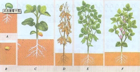 种子发芽的过程