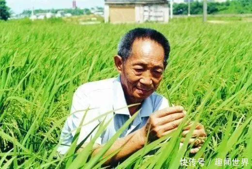 不愧为水稻之父,袁隆平团队在迪拜成功试种沙