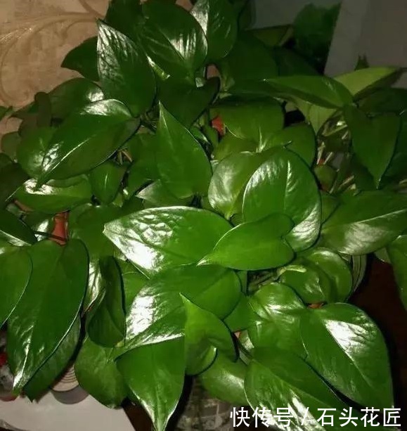 家里2种营养水,给君子兰、绿萝1喷,直冒油