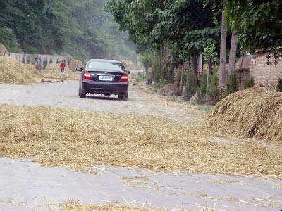 农村人为什么喜欢在公路晒粮食，目的你想不到