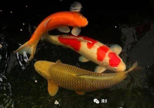 Exploring the Fascinating World of <strong><mark>arowana</mark></strong> in Tirgu-Jiu: A Comprehensive Guide to the Location, Distribution, Business Hours, and Products Available