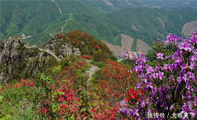 五一四天假期,广东连山金子山盛放满山杜鹃花