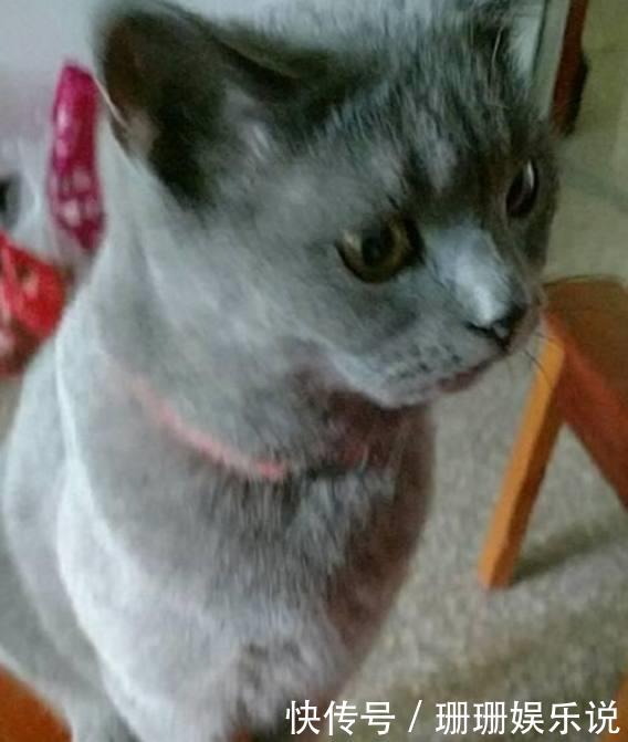 小伙在宠物店挑了一只特殊的蓝猫,没想到它长