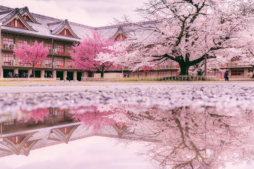 近日,摄影师wasabitool在社交网络上发布了一组雨后的樱花照片.