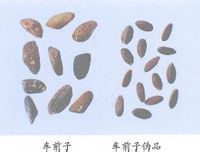 车前子伪品—荆芥子(jingjiezi[来源 唇形科(labiatae)植物荆芥