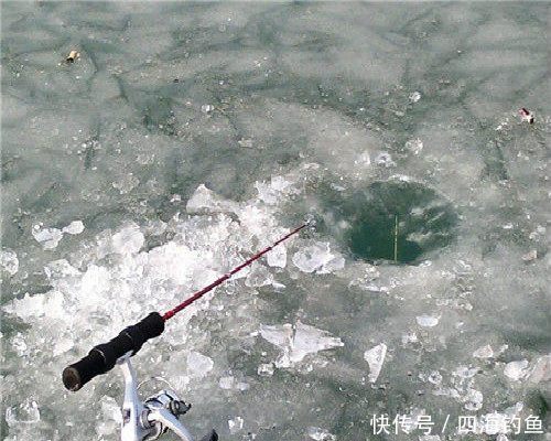 冬天里钓获的最大的一条鲤鱼 不知道这样的花鳞鲤鱼你们那有吗?