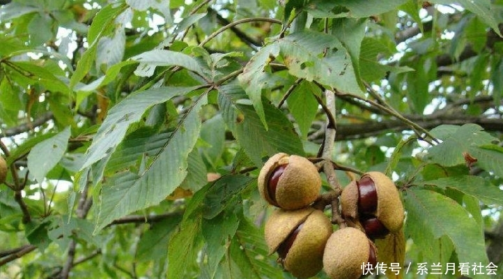 t01c56b08403ec5b06f.jpg