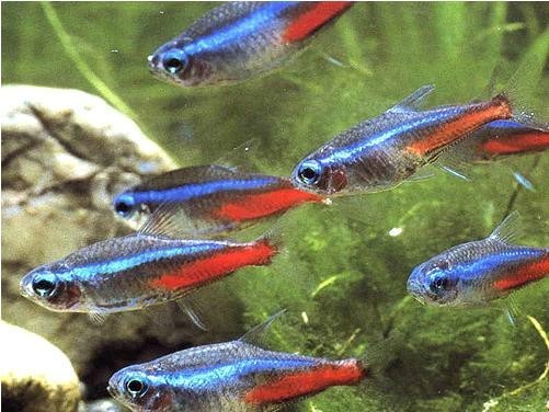 20厘米小鱼缸养什么鱼图片_360问答