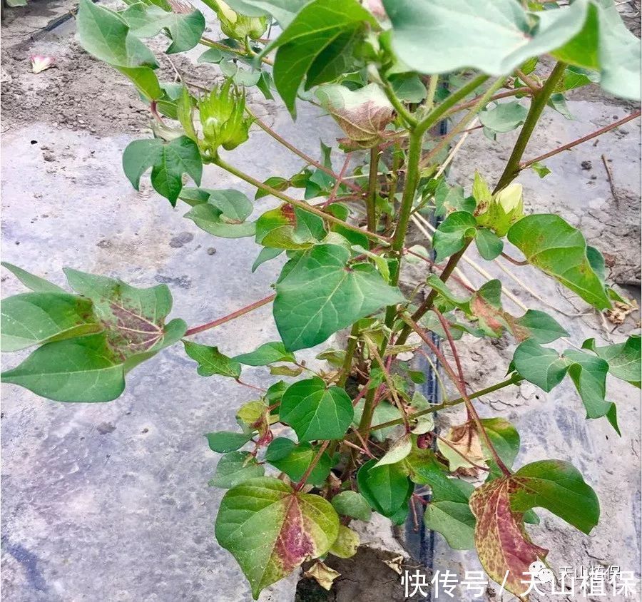 2018年博州气象年景及棉花病虫害发生趋势预报