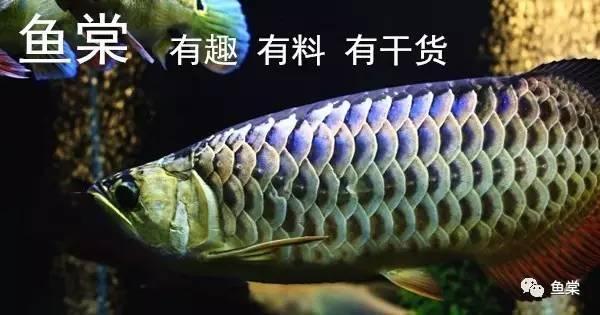 揚(yáng)州市維揚(yáng)區(qū)天龍水族館