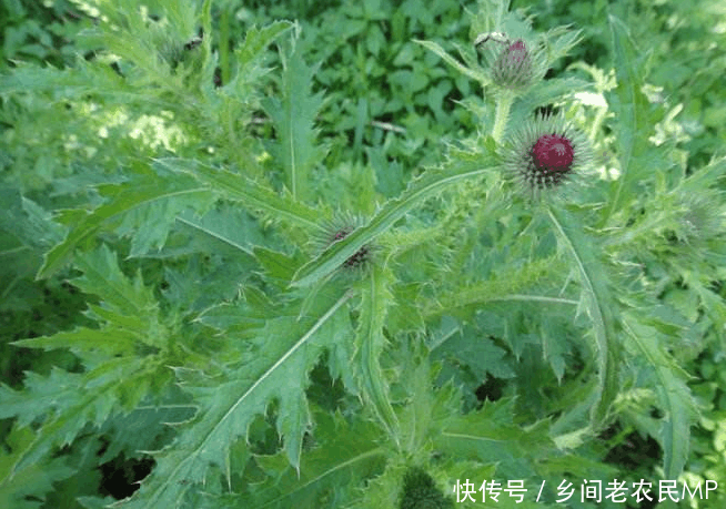 农村这种野菜名字很好听, 居然会刺人, 连狗见到都绕路走开!