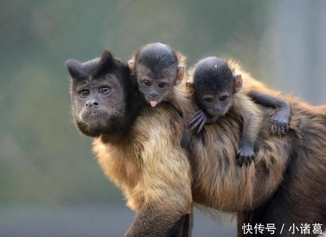 正月初五接了财神之后,迎来了人生财运大逆转,永盛不衰的生肖