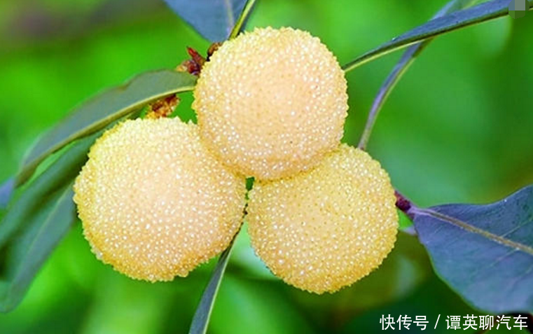 杨梅中极品!一斤50块,想买要提前预定,因为产量