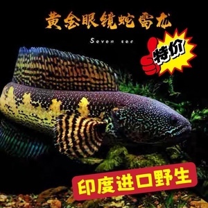 鄒平哪里有賣魚缸的店子（鄒平魚缸專賣）