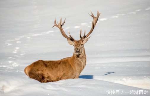 挪威突然下令大量射杀驯鹿竟在圣诞期间,其做