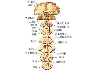 系是指由皮层发出并经延髓锥体抵达对侧脊髓前角的皮层脊髓束和