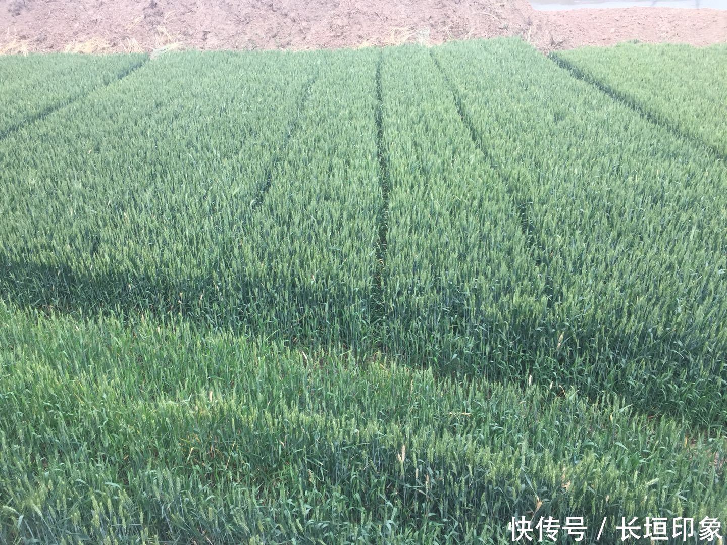 长垣:今年你们的麦子是增产还是减产呢?(图播